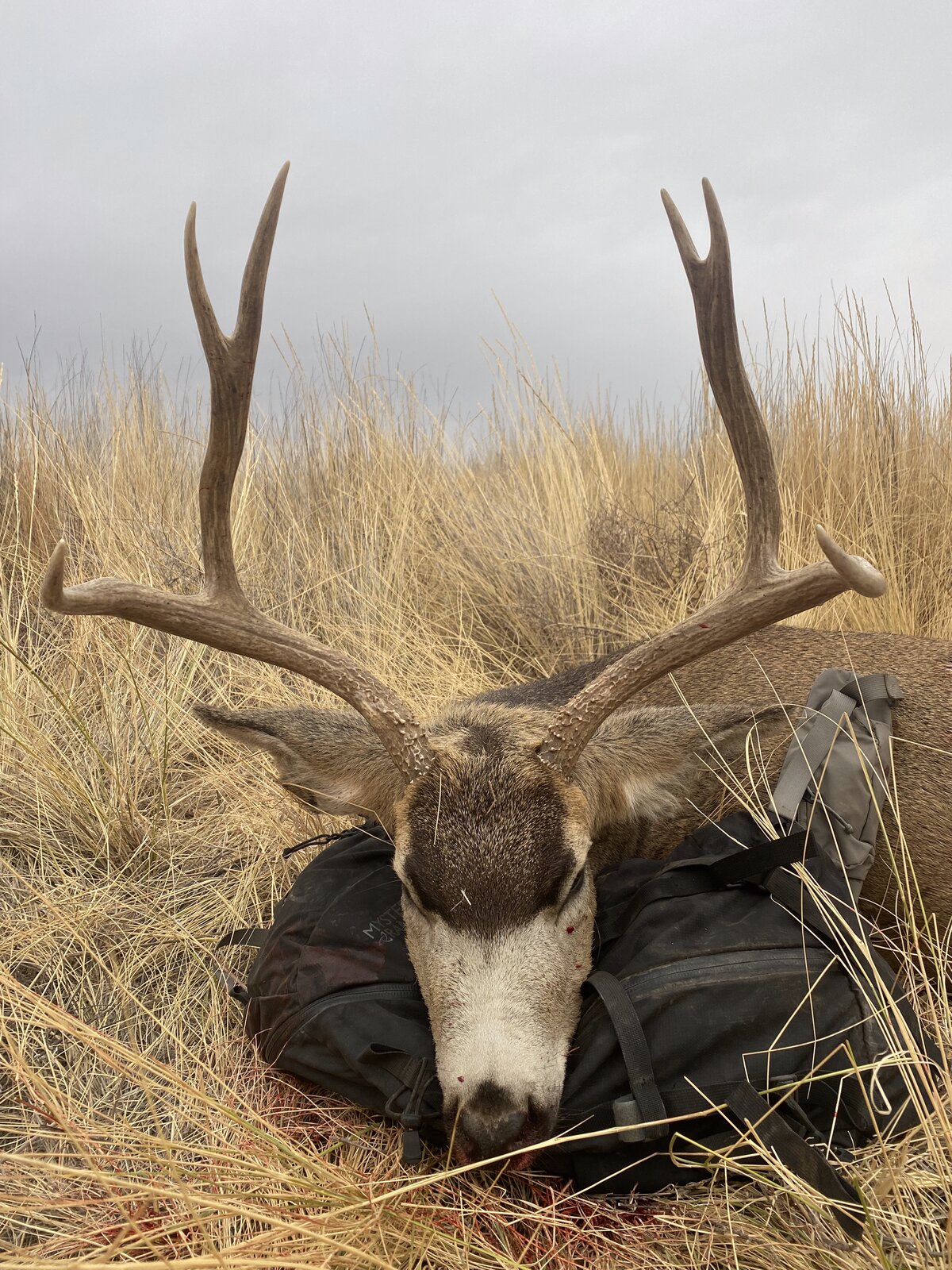 Trophy Mule Deer — HRO