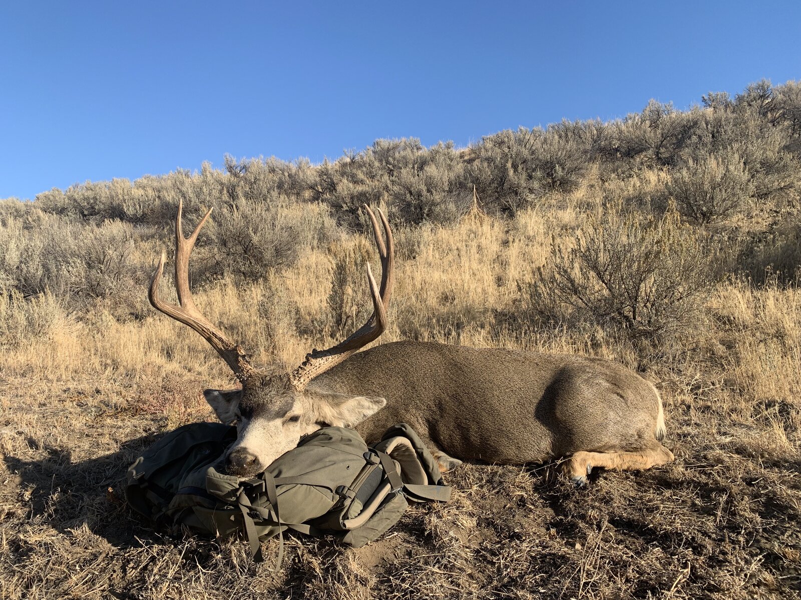 HRO Trophy Mule Deer — Rifle Hunt